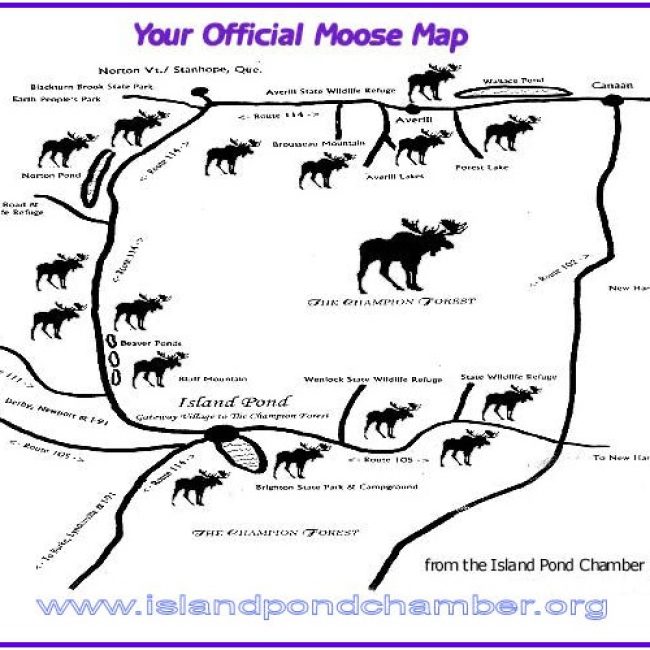 Moose Viewing Driving Tour