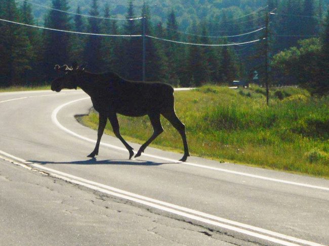 Mostly Moose Cycling Route
