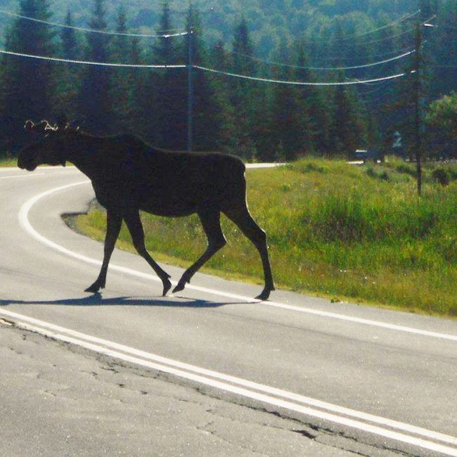Mostly Moose Cycling Route